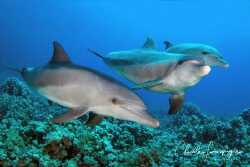 Dolphins , Umm Gamar by Claude Lespagne 